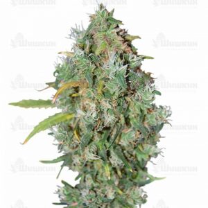 CBD Auto Charlotte’s Angel (Dutch Passion)