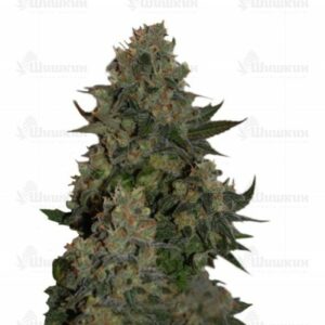 Auto Blow Dream (Victory Seeds)