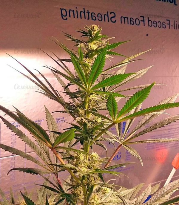 Afghan Kush (World of Seeds) — изображение 3