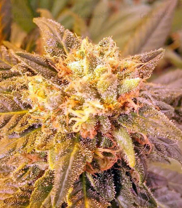 Afghan Kush (World of Seeds) — изображение 4
