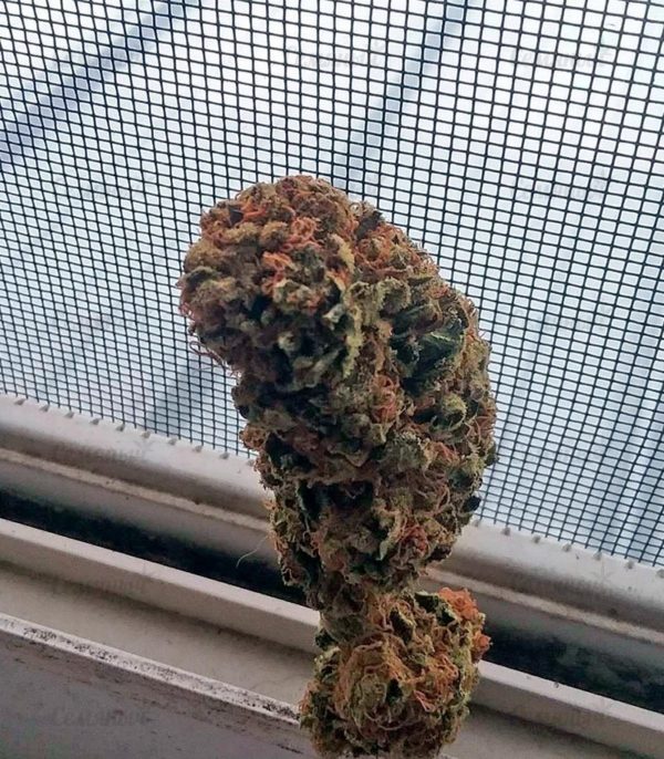 Afghan Kush (World of Seeds) — изображение 5