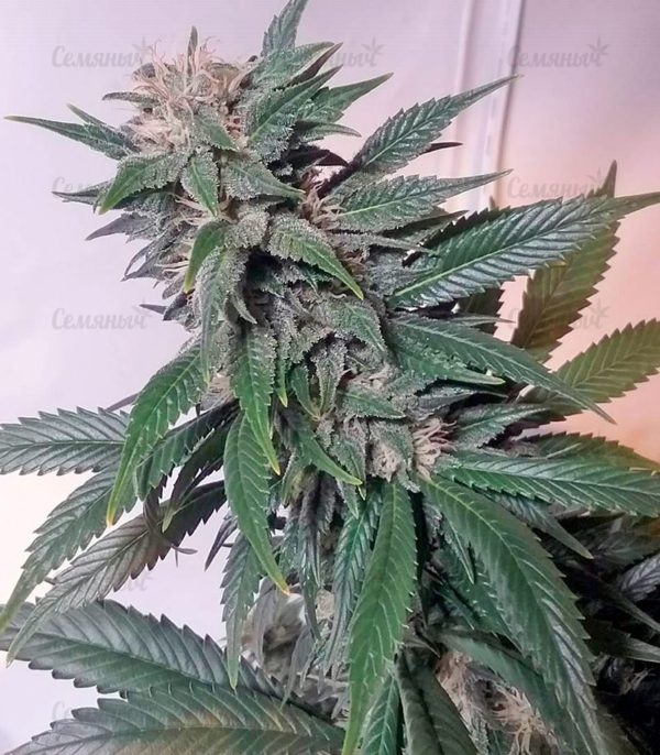 Afghan Kush (World of Seeds) — изображение 6