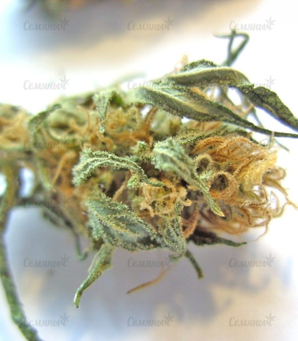 Purple Maroc (Female Seeds) — изображение 5