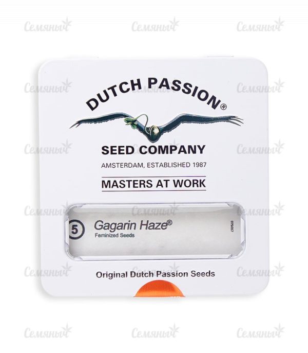 Gagarin Haze (Dutch Passion) — изображение 2