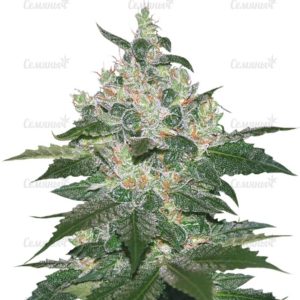 Afghan Kush (World of Seeds)