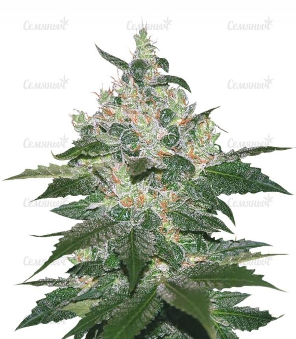 Afghan Kush (World of Seeds)