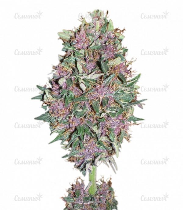 Purple #1 (Dutch Passion)