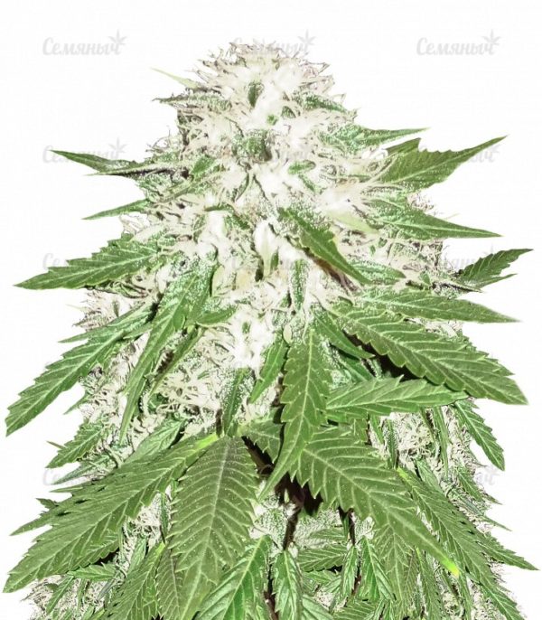 Sumo's OG Kush (Sumo Seeds)