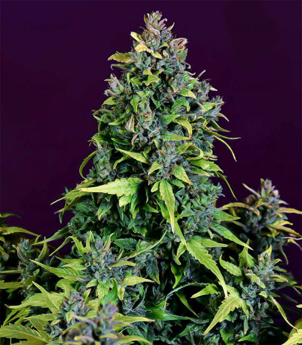 Семена сорта Kushage — изображение 2