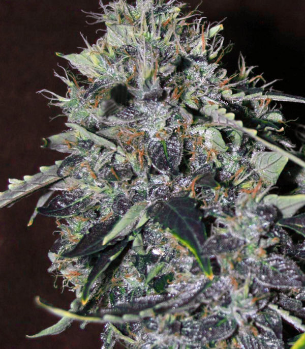 Семена сорта Kushage — изображение 6
