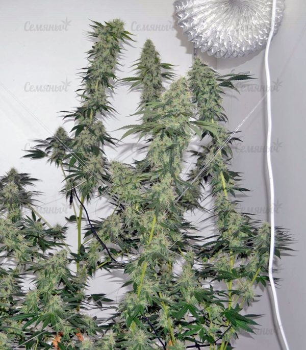 Семена сорта Lemon Cake (Heavyweight Seeds) — изображение 4