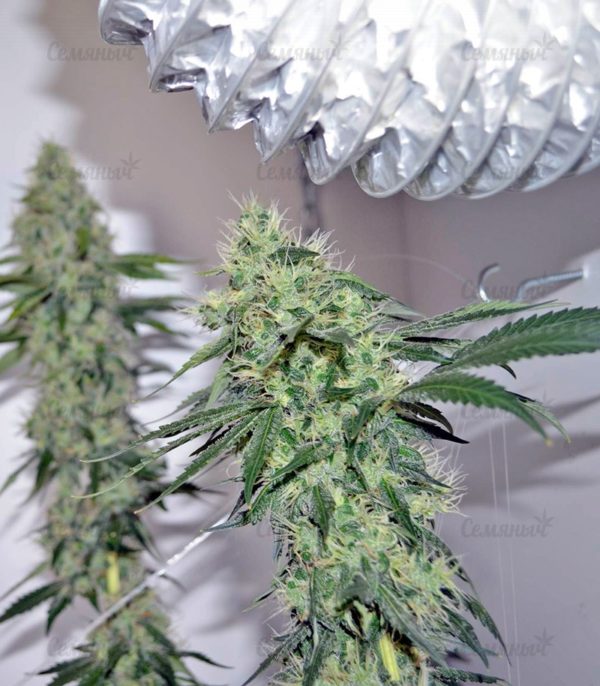 Семена сорта Lemon Cake (Heavyweight Seeds) — изображение 5