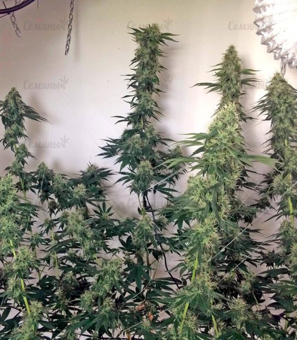 Семена сорта Lemon Cake (Heavyweight Seeds) — изображение 6