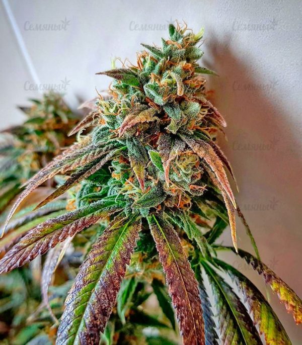 Семена сорта Lemon Cake (Heavyweight Seeds) — изображение 7