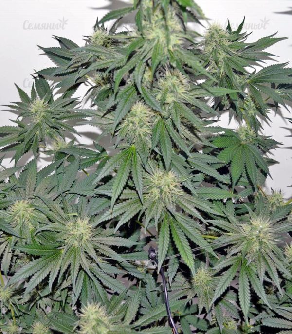 Семена сорта Lemon Cake (Heavyweight Seeds) — изображение 8