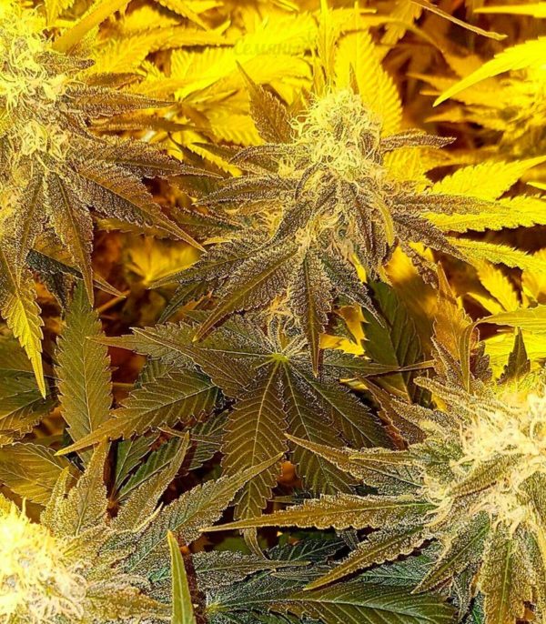 Семена сорта Strawberry Cake (Heavyweight Seeds) — изображение 4