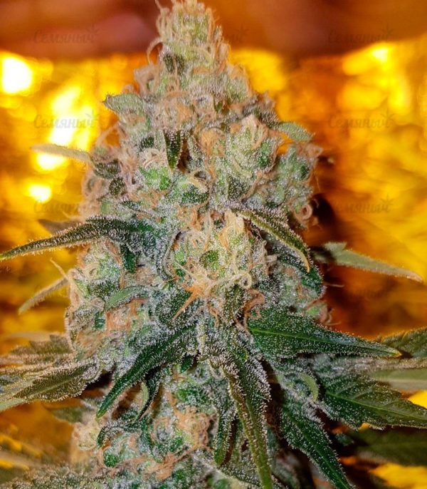 Семена сорта Strawberry Cake (Heavyweight Seeds) — изображение 5