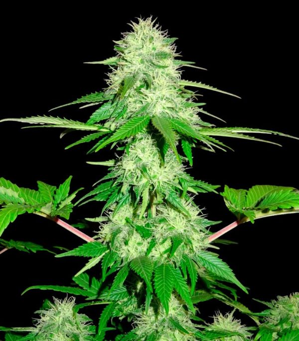 Семена сорта Strawberry Cake (Heavyweight Seeds) — изображение 6