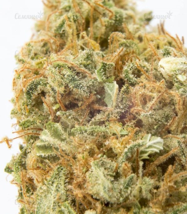 Семена сорта Strawberry Cake (Heavyweight Seeds) — изображение 7
