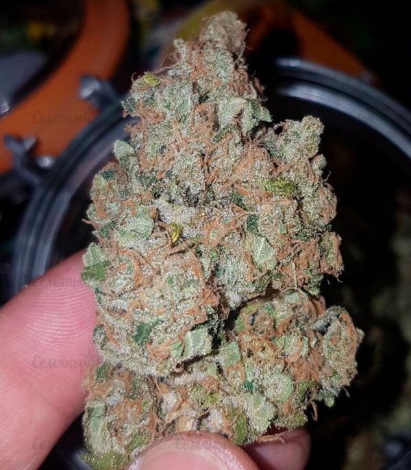 Семена сорта Strawberry Cake (Heavyweight Seeds) — изображение 8