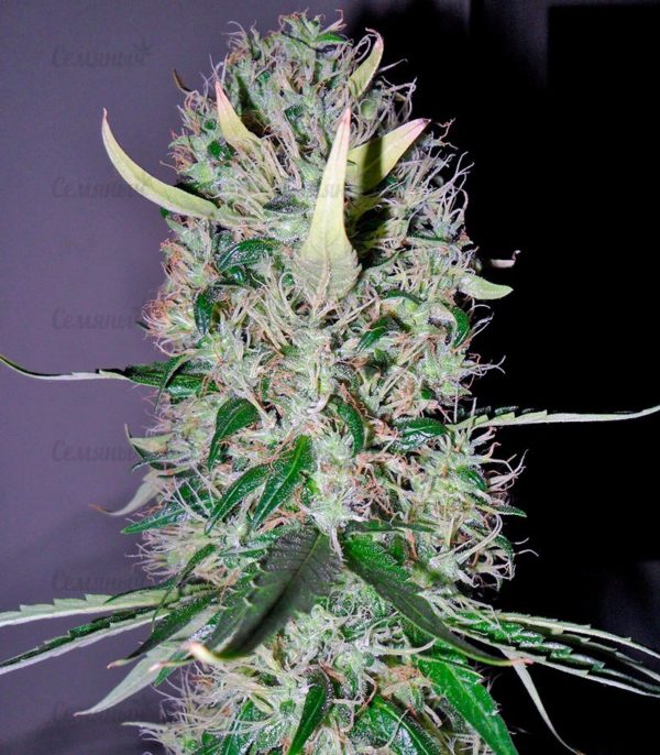 Семена сорта CBD Skunk Haze (Dutch Passion) — изображение 9