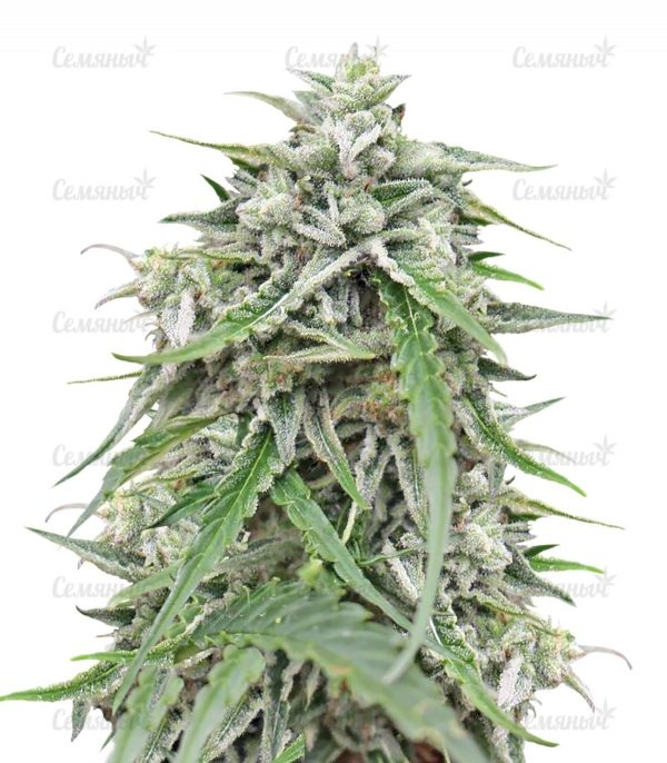Семена сорта Haze 2.0 Autoflowering (Dinafem Seeds)