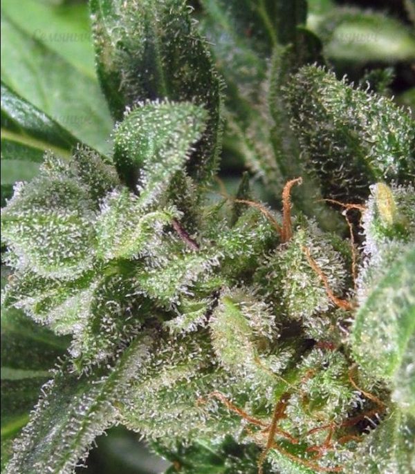 Семена сорта Haze 2.0 Autoflowering (Dinafem Seeds) — изображение 4