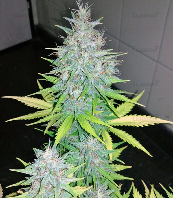 Семена сорта Mango Skunk (Nirvana Seeds) — изображение 6