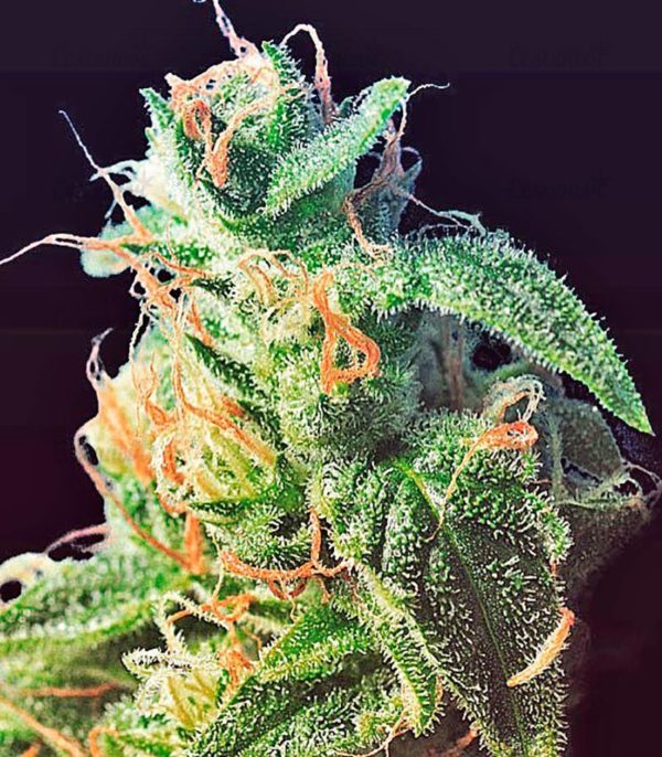 Семена сорта Chronic regular (Serious Seeds) — изображение 7