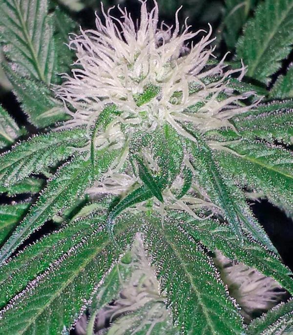 Семена сорта Purple Afghan Kush (Dinafem Seeds) — изображение 6