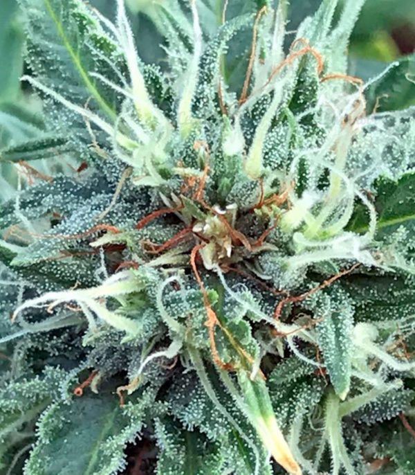 Семена сорта Blue Amnesia XXL Autoflowering (Dinafem Seeds) — изображение 7