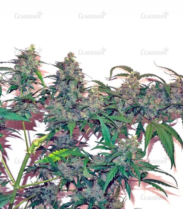 Семена сорта Shark Shock CBD (Dinafem Seeds) — изображение 5