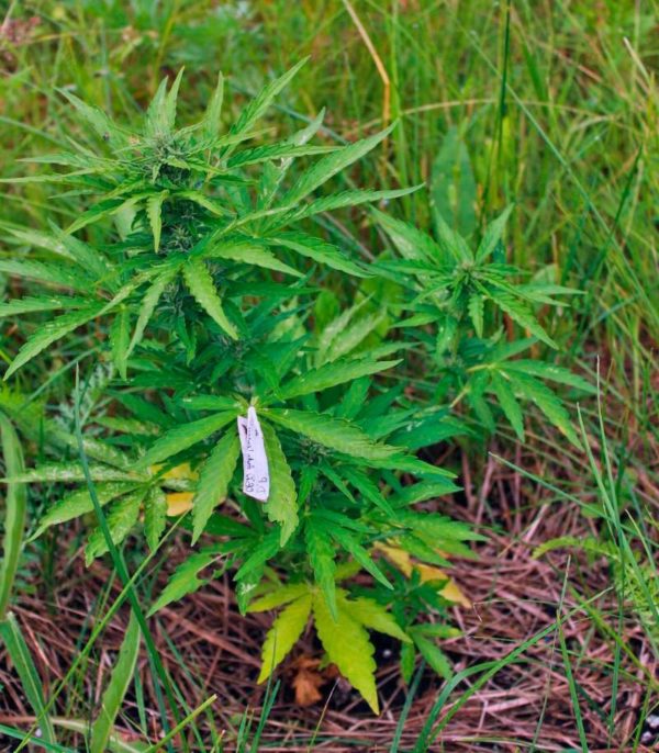 Семена сорта Shark Shock CBD (Dinafem Seeds) — изображение 6