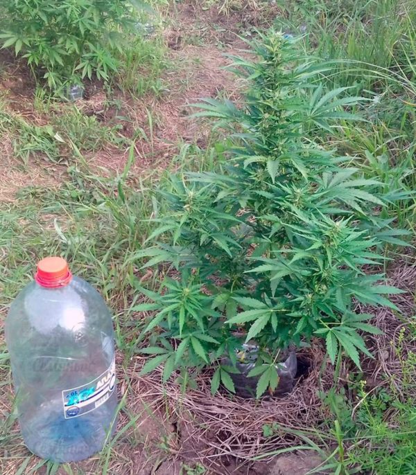 Семена сорта Shark Shock CBD (Dinafem Seeds) — изображение 7