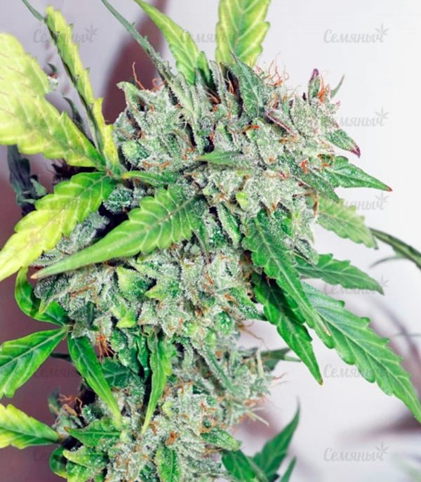 Семена сорта Shark Shock CBD (Dinafem Seeds) — изображение 8