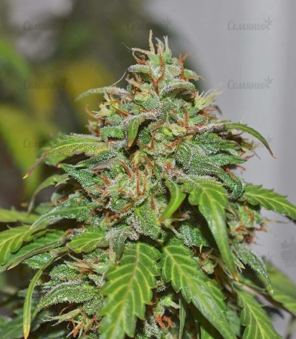 Семена сорта Cookies Kush (Barney's Farm) — изображение 6