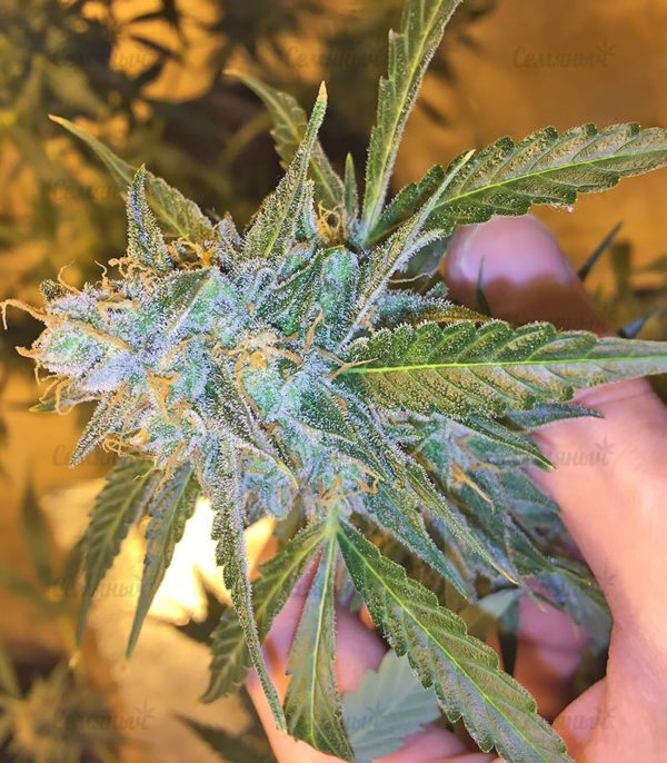 Семена сорта Cookies Kush (Barney's Farm) — изображение 7