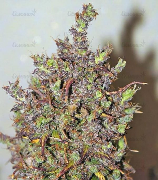 Семена сорта Cookies Kush (Barney's Farm) — изображение 8