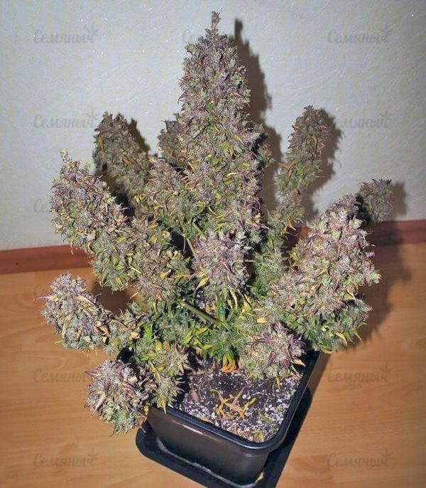Семена сорта Cookies Kush (Barney's Farm) — изображение 9