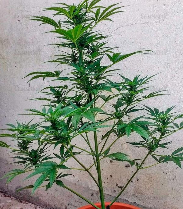 Семена сорта Blue Cheese Autoflowering (Dinafem Seeds) — изображение 5