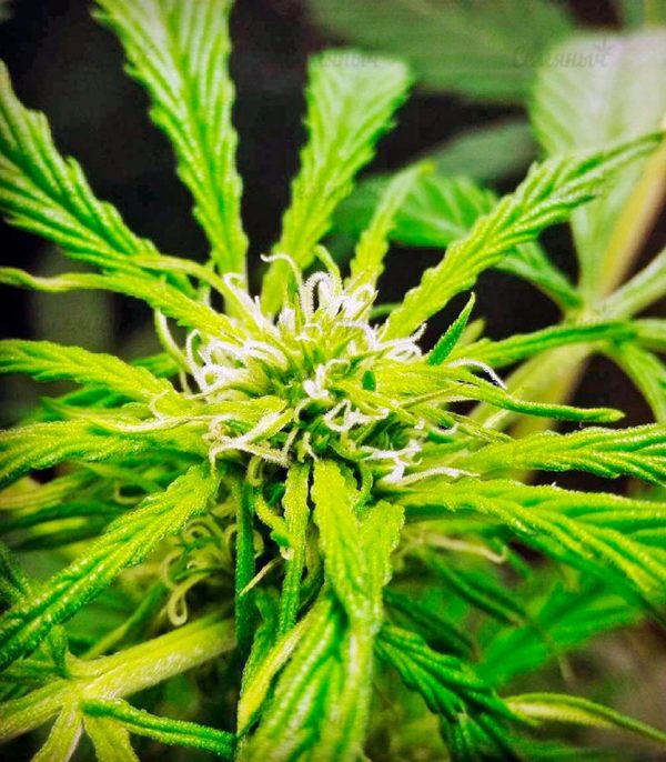 Семена сорта Blue Cheese Autoflowering (Dinafem Seeds) — изображение 6