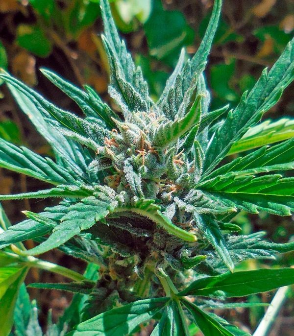 Семена сорта Blue Cheese Autoflowering (Dinafem Seeds) — изображение 7
