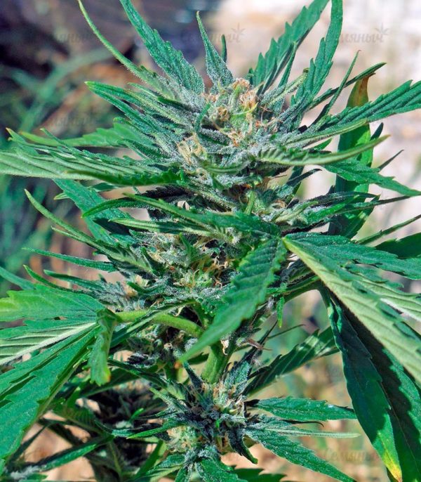 Семена сорта Blue Cheese Autoflowering (Dinafem Seeds) — изображение 8