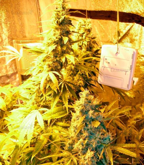 Семена сорта Lithium OG Kush (Nirvana Seeds) — изображение 4