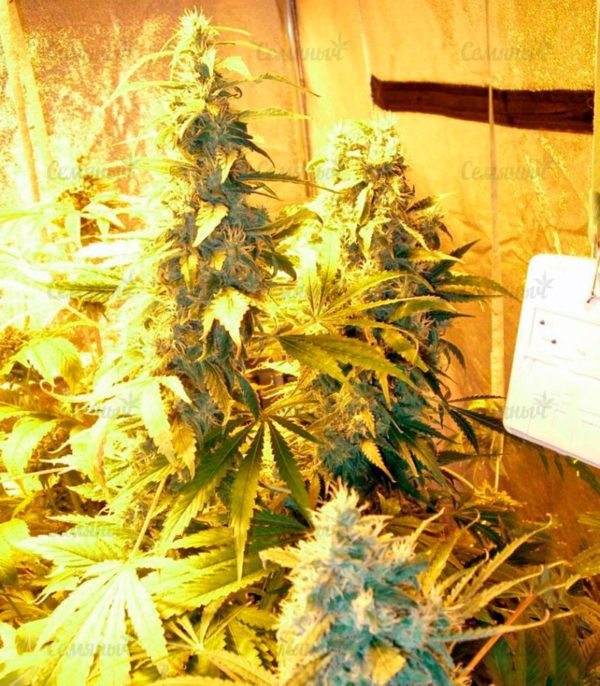 Семена сорта Lithium OG Kush (Nirvana Seeds) — изображение 7