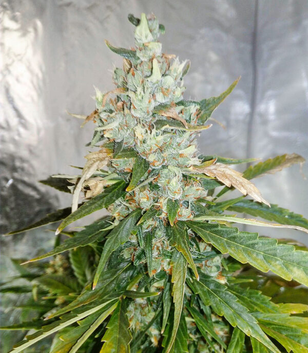 Critical Neville Haze Auto fem (Delicious Seeds) семена конопли — изображение 3