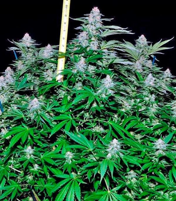 Семена сорта Misty Kush — изображение 10