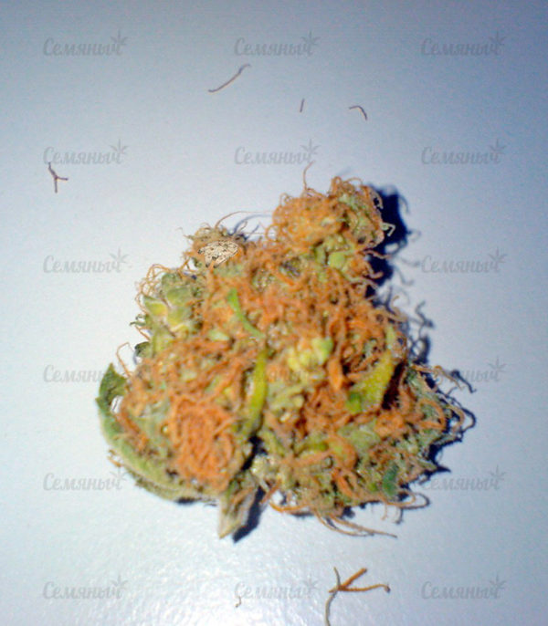 Семена сорта Cotton Candy (Delicious Seeds) — изображение 4