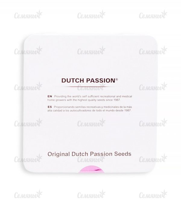 Семена сорта Shark Shock CBD (Dinafem Seeds) — изображение 4