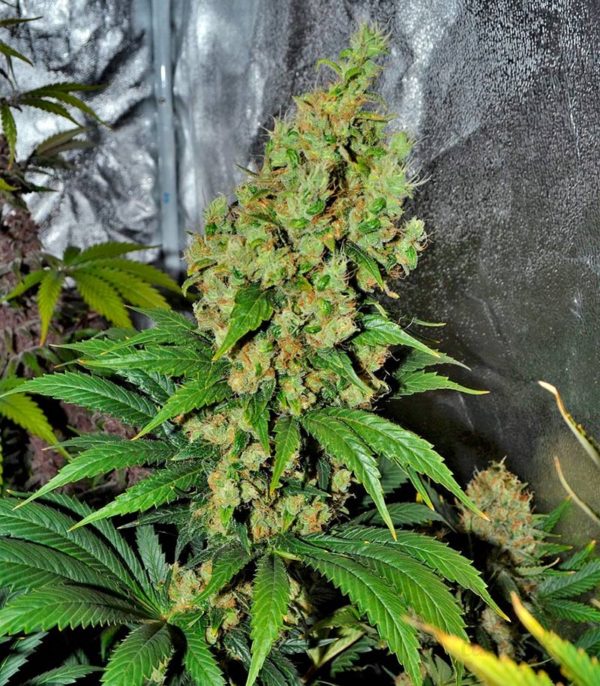 Семена сорта Holy Grail 69 (Samsara Seeds) — изображение 5